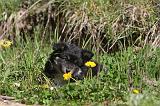 CHIEN FINNOIS DE LAPONIE 038